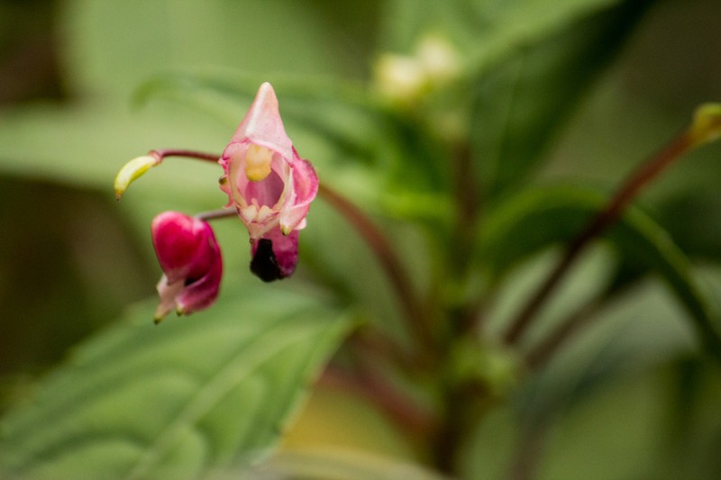 Impatiens rubriflora photo 3