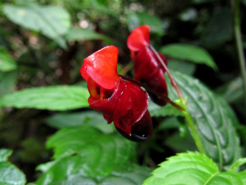 Impatiens rubriflora photo 4