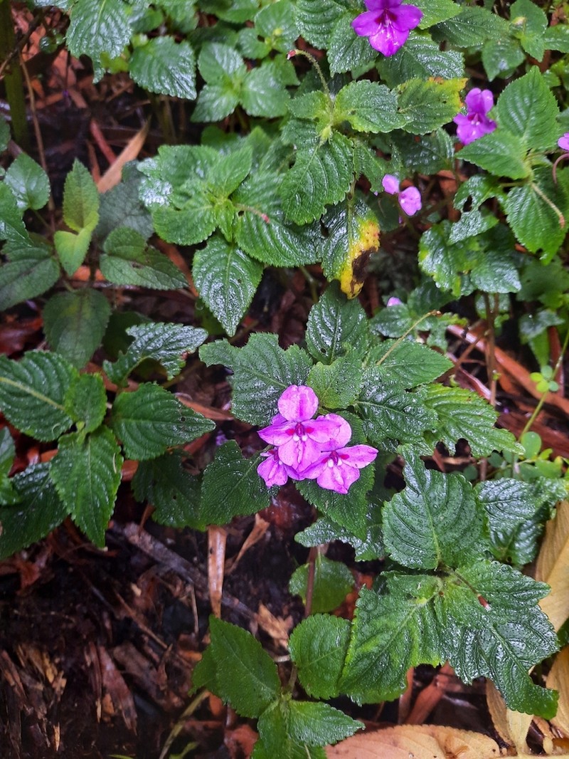 Impatiens rubromaculata