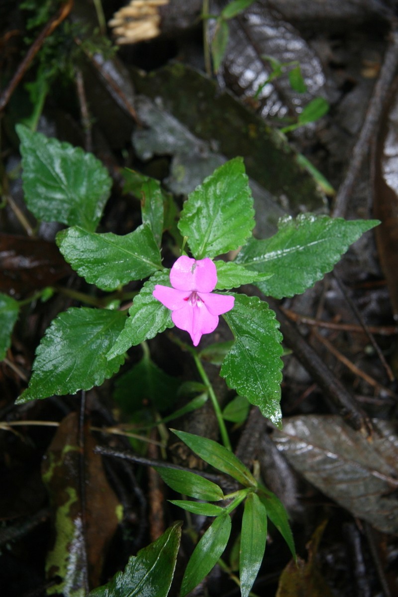Impatiens rubromaculata photo 2