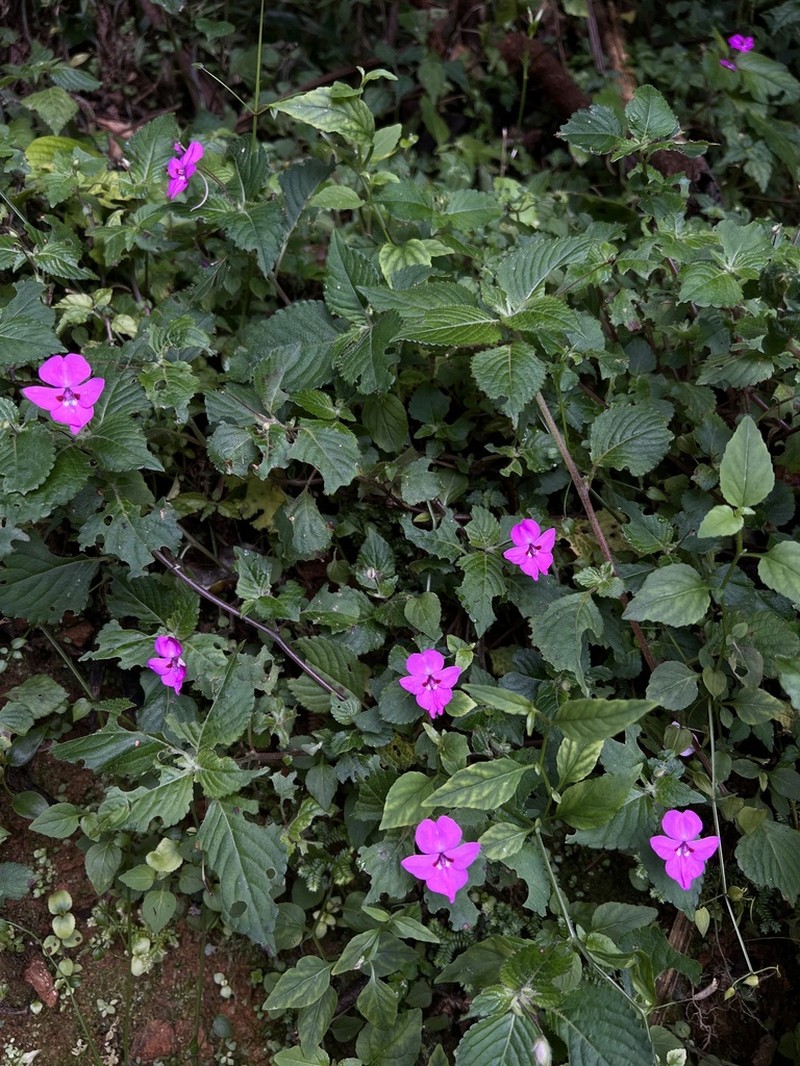 Impatiens rubromaculata photo 3
