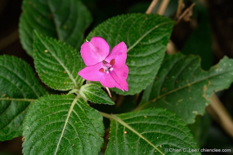 Impatiens rubromaculata photo 4