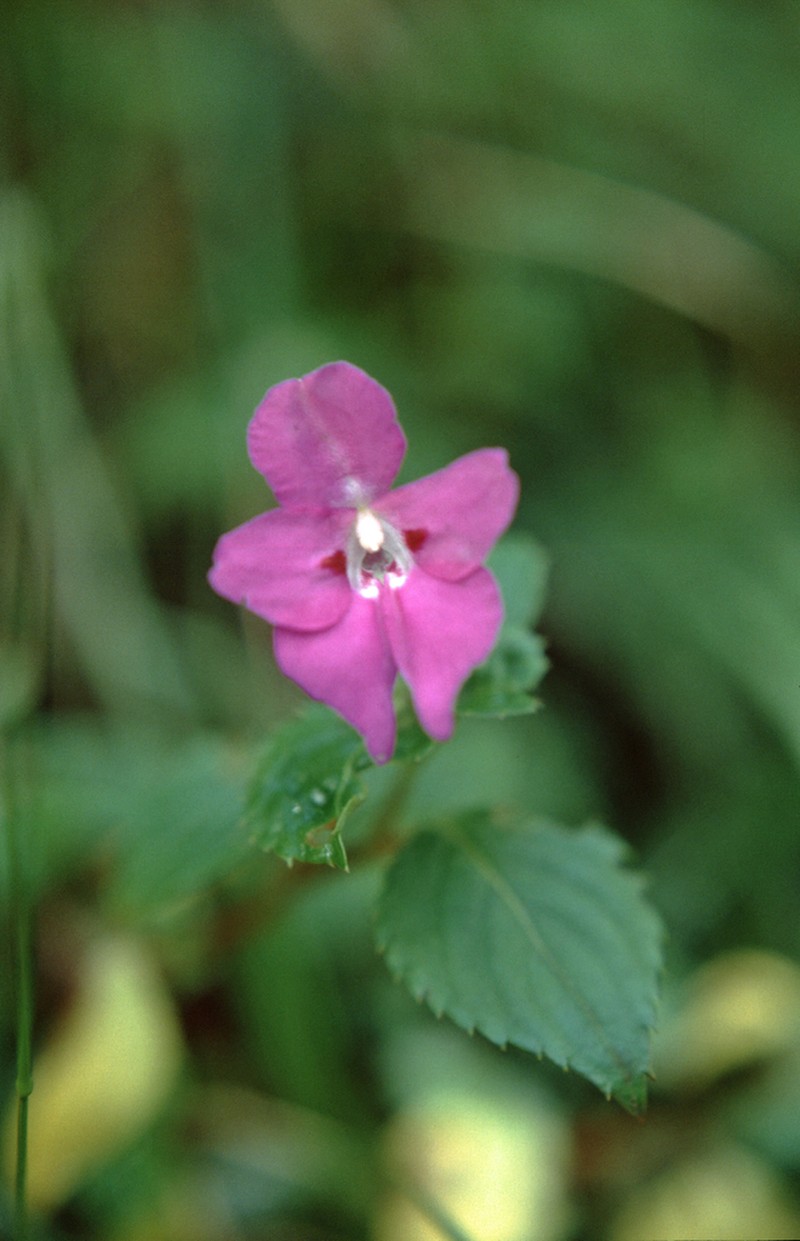 Impatiens rubromaculata photo 5