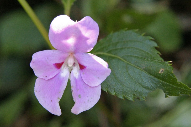 Impatiens rubromaculata photo 6