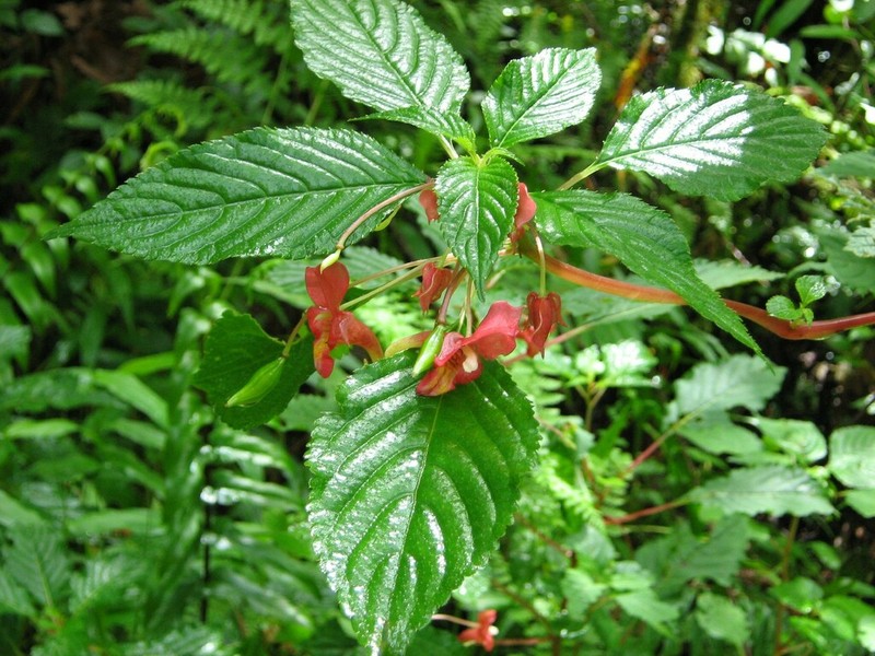Impatiens rubromaculata photo 7