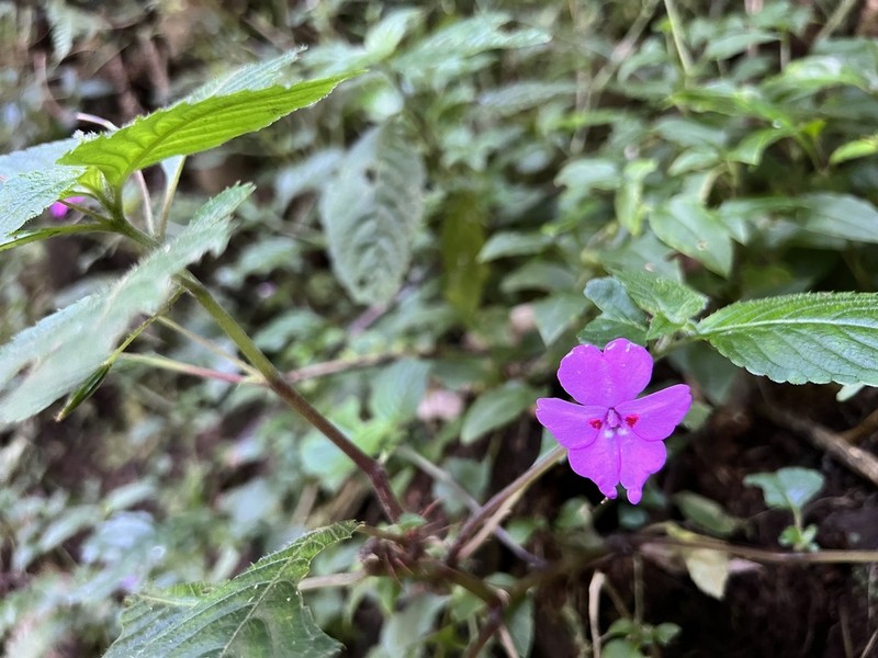 Impatiens rubromaculata photo 8