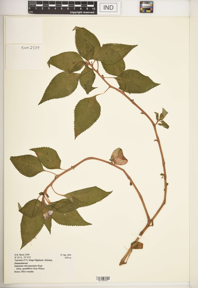Impatiens rubromaculata subsp. grandiflora