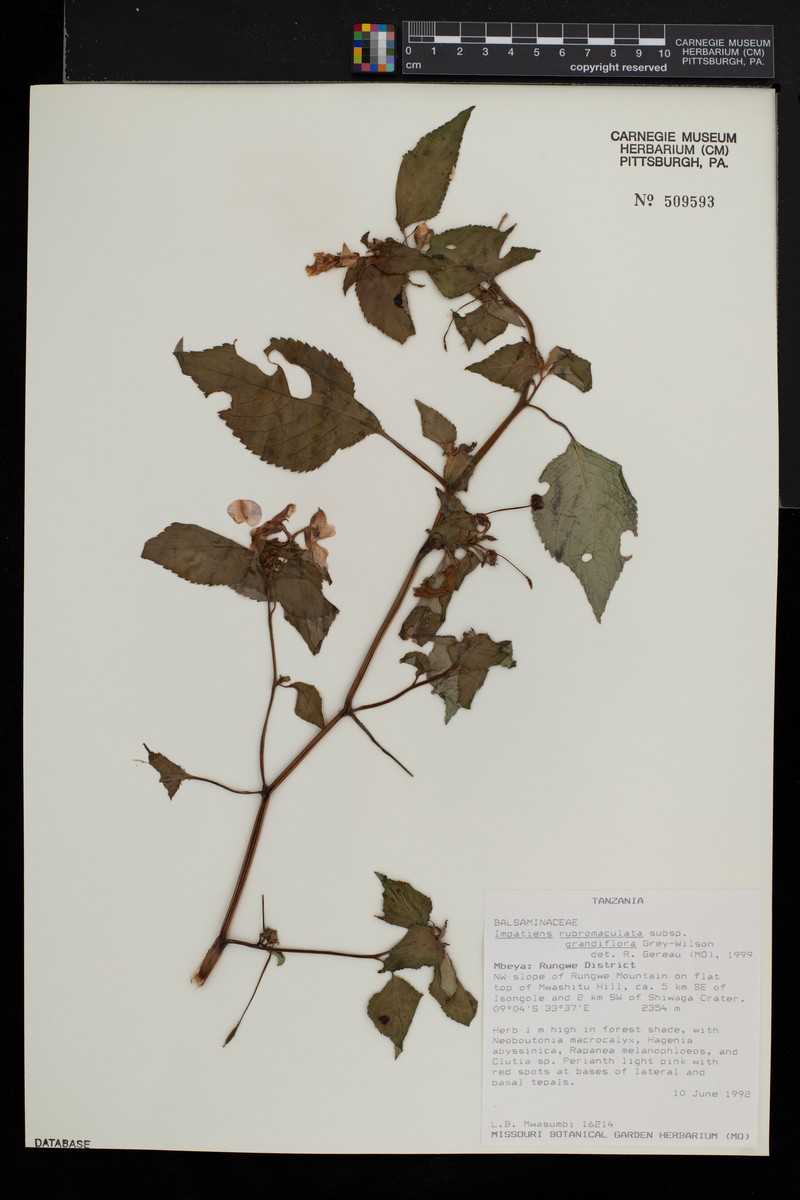 Impatiens rubromaculata subsp. grandiflora photo 2
