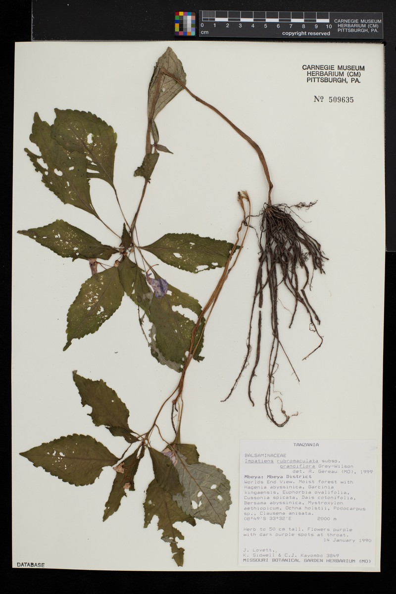 Impatiens rubromaculata subsp. grandiflora photo 3