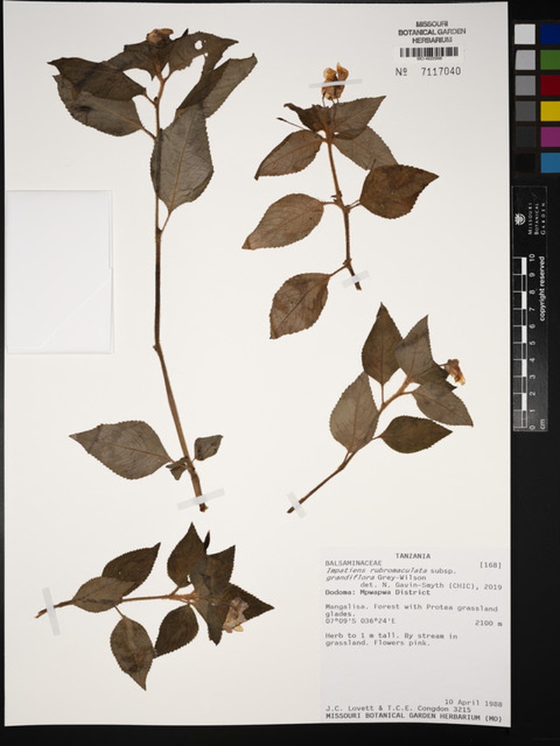 Impatiens rubromaculata subsp. grandiflora photo 4