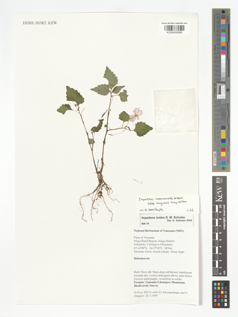 Impatiens rubromaculata subsp. imagiensis