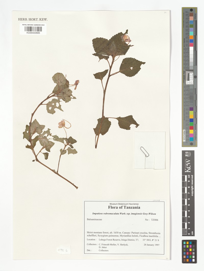 Impatiens rubromaculata subsp. imagiensis photo 2