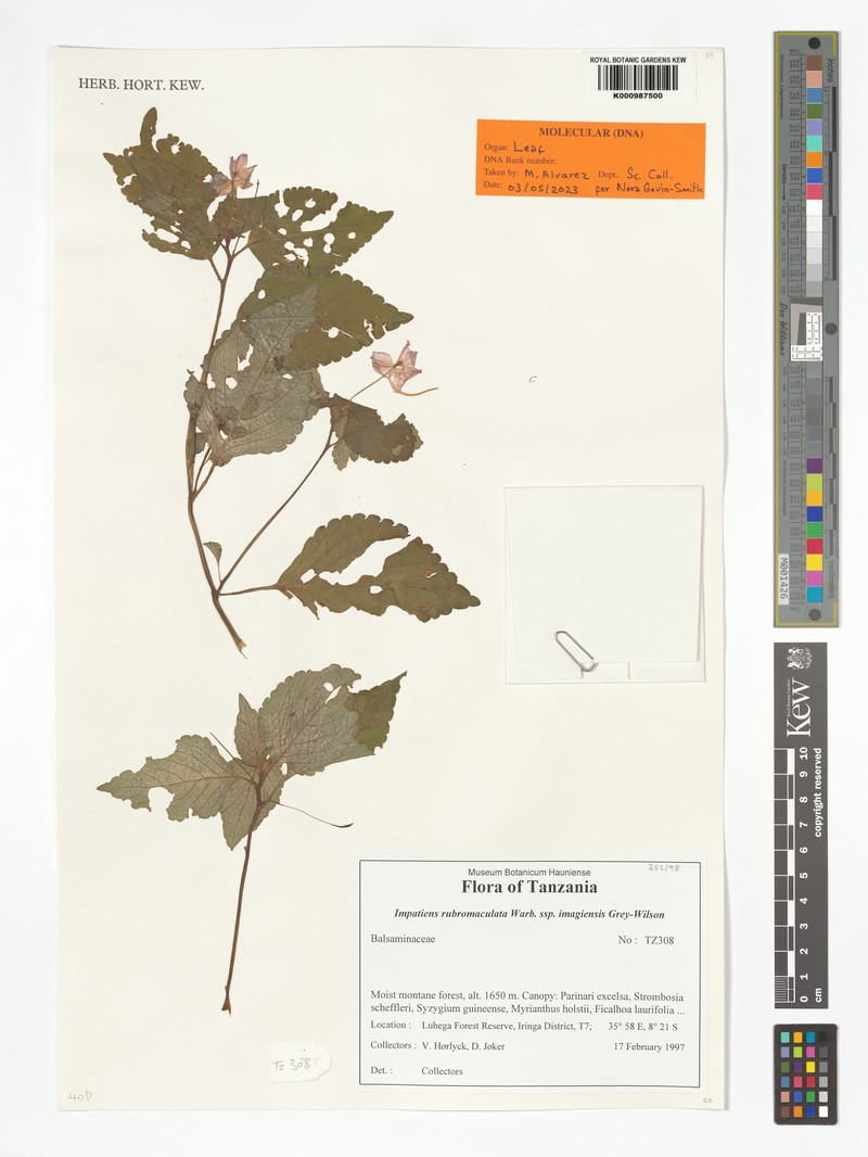 Impatiens rubromaculata subsp. imagiensis photo 3