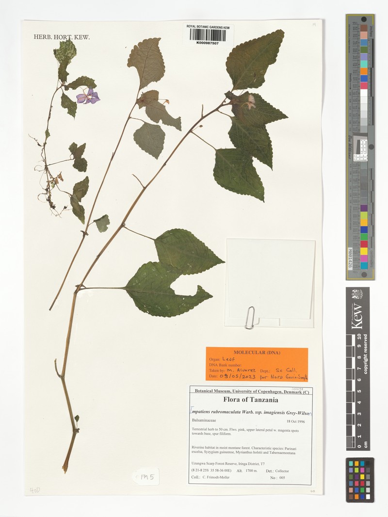 Impatiens rubromaculata subsp. imagiensis photo 4