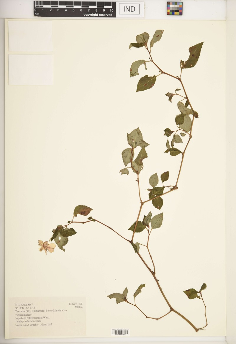 Impatiens rubromaculata subsp. rubromaculata