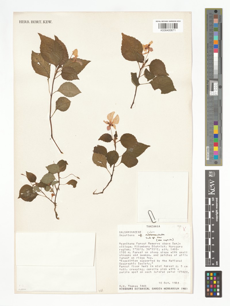 Impatiens rubromaculata subsp. rubromaculata photo 2
