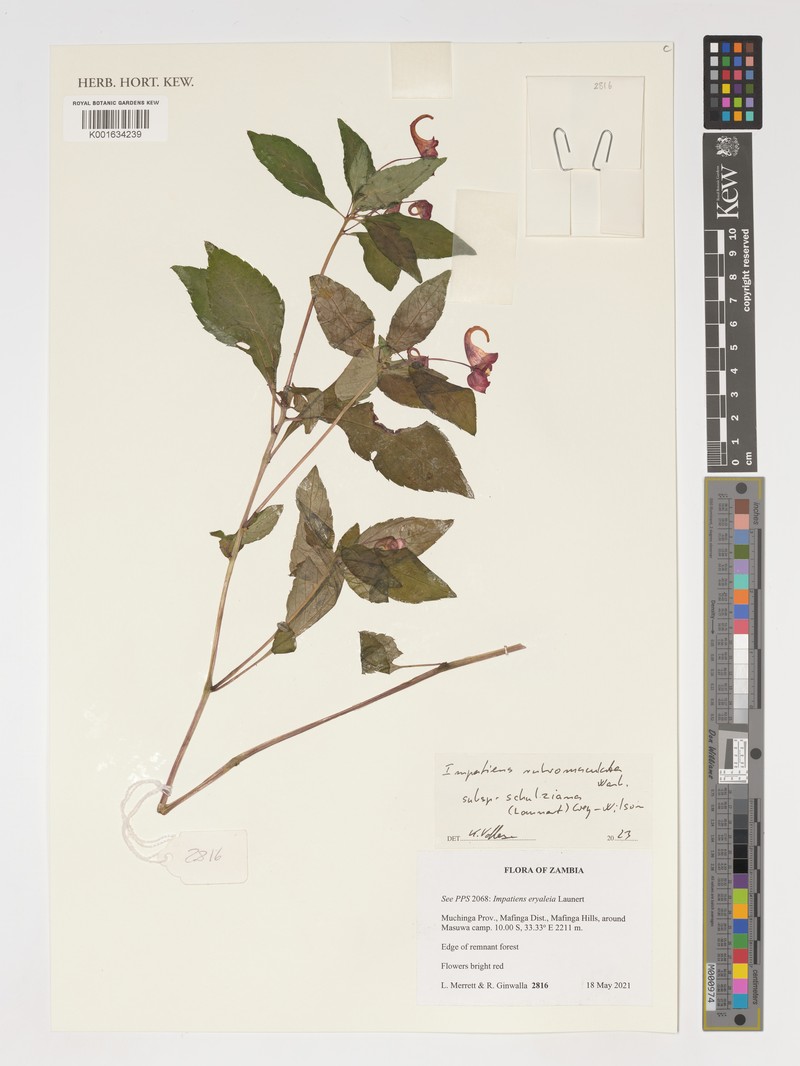 Impatiens rubromaculata subsp. schulziana