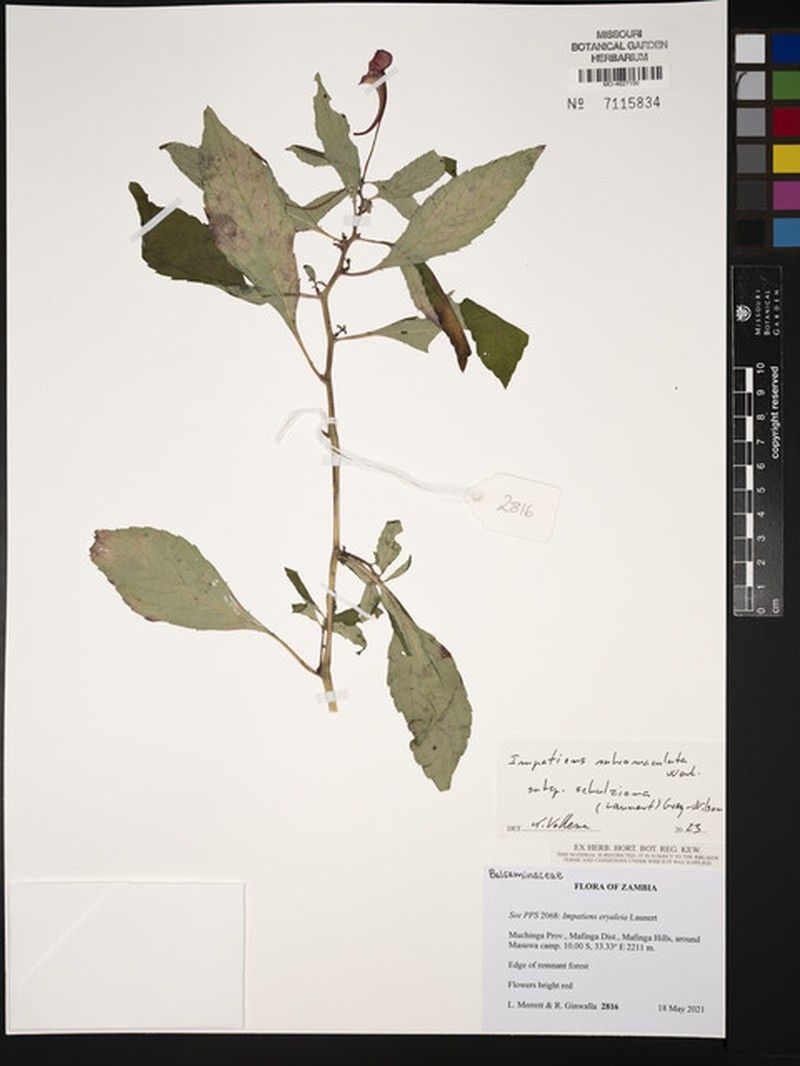 Impatiens rubromaculata subsp. schulziana photo 2