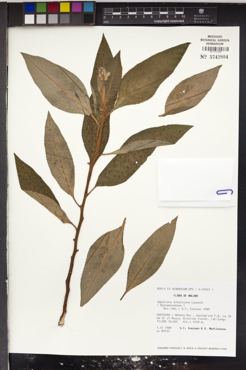 Impatiens rubromaculata subsp. schulziana photo 3