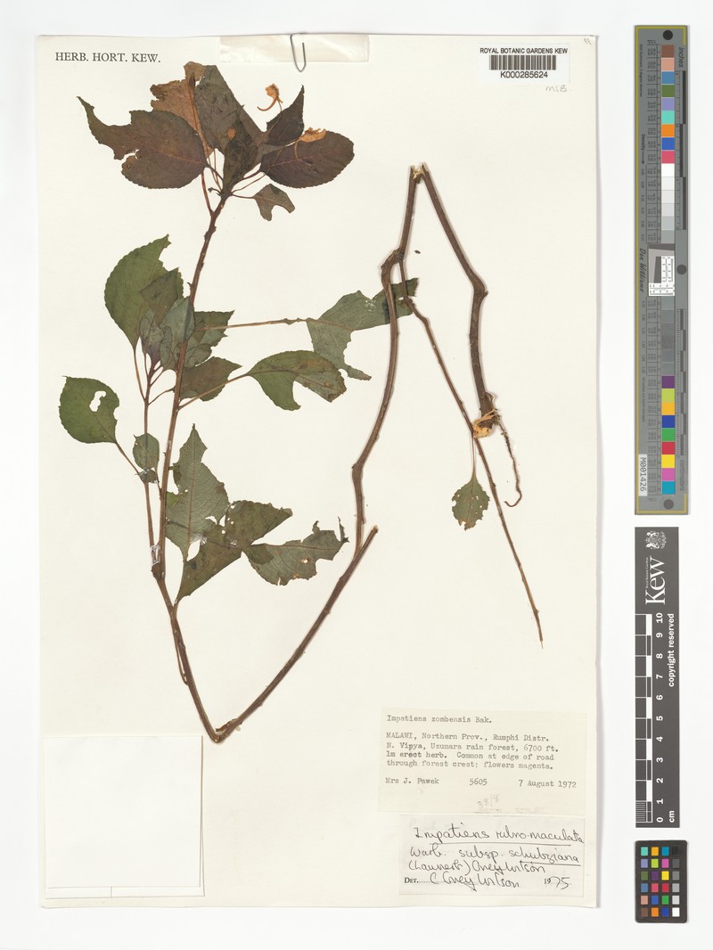 Impatiens rubromaculata subsp. schulziana photo 4