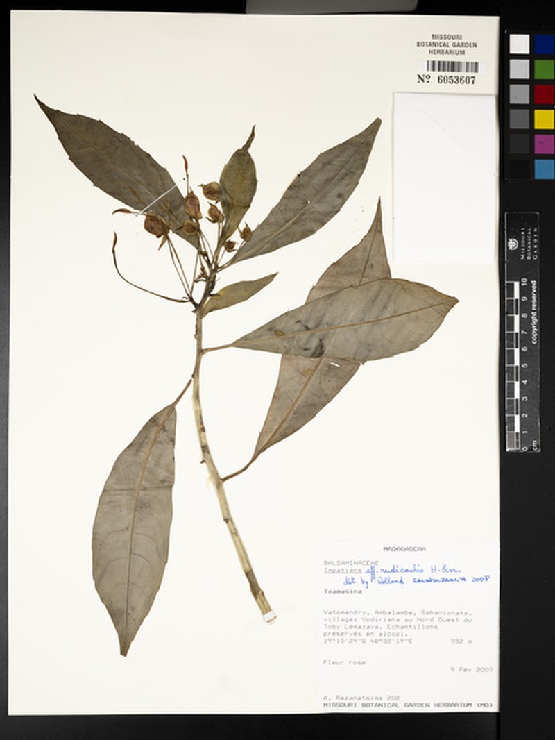 Impatiens rudicaulis