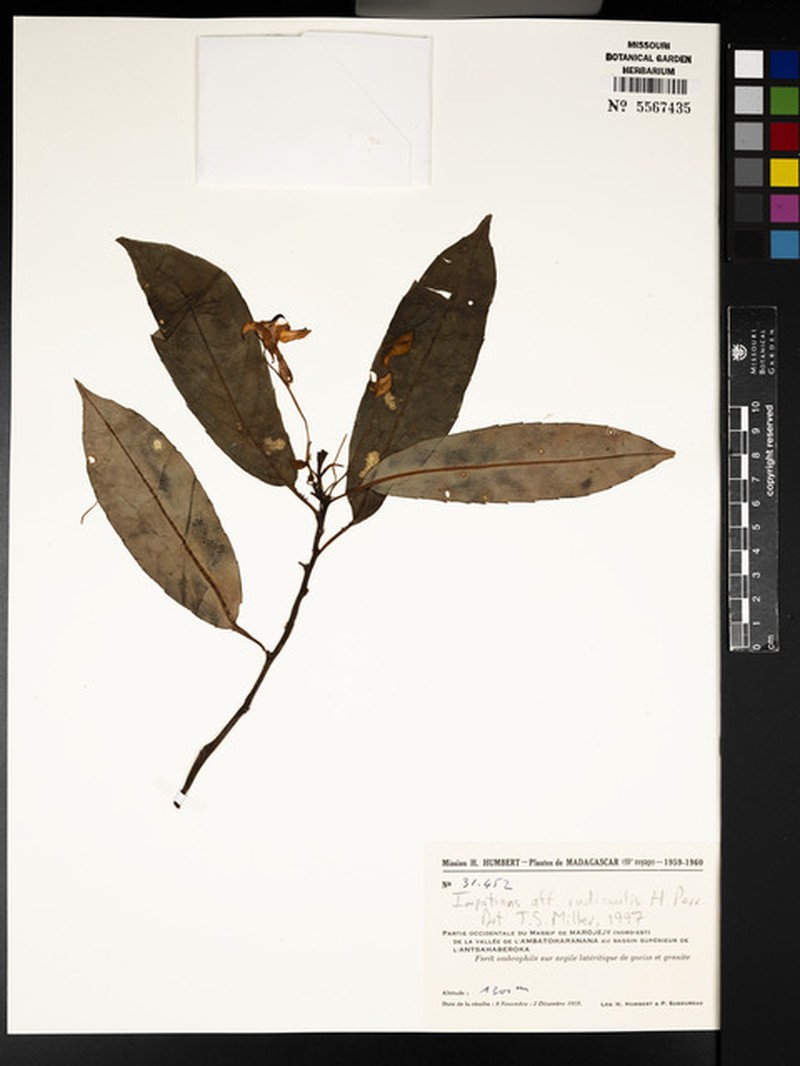 Impatiens rudicaulis photo 2
