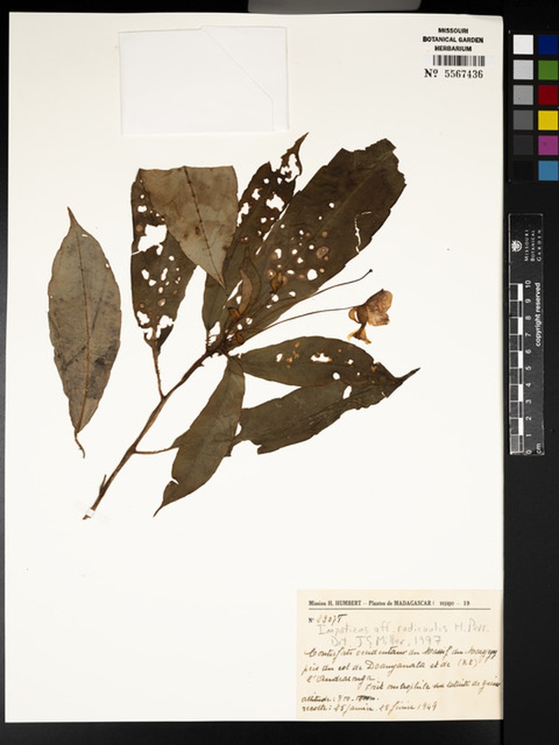 Impatiens rudicaulis photo 3