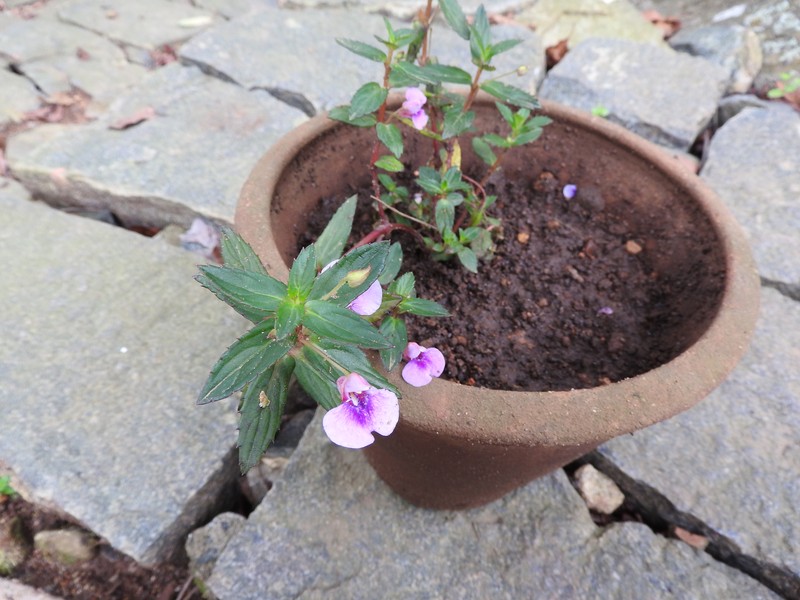 Impatiens rufescens