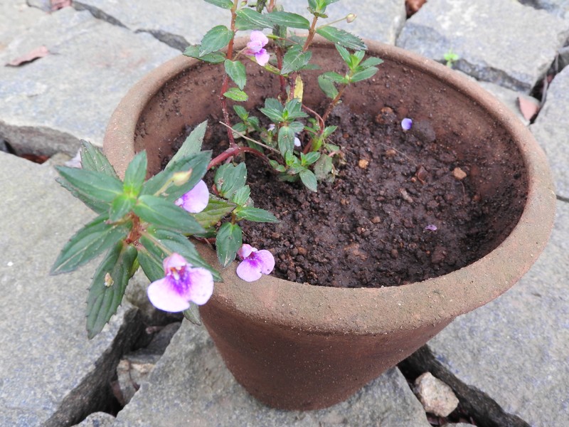 Impatiens rufescens photo 2