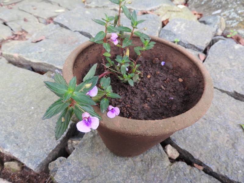 Impatiens rufescens photo 3