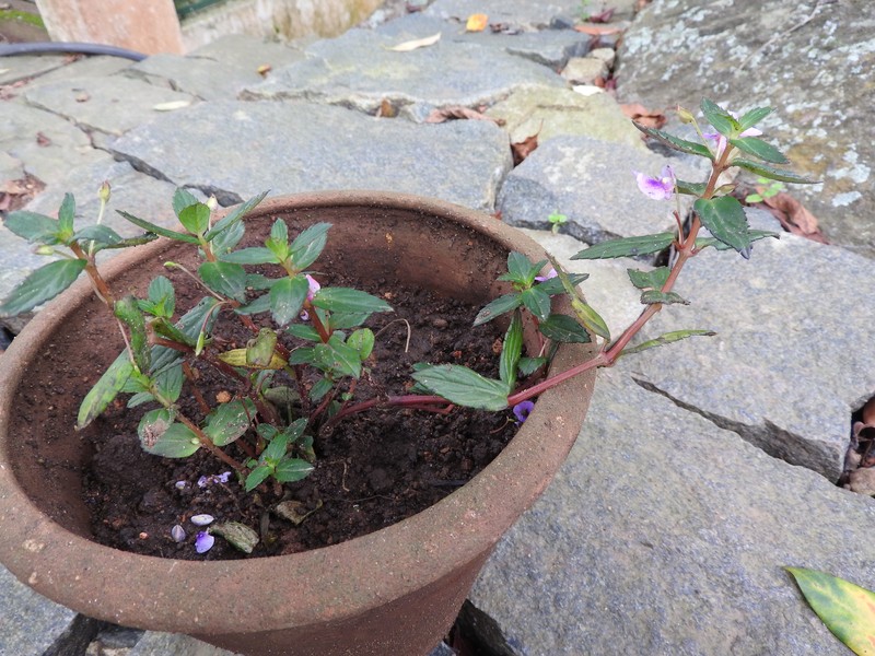 Impatiens rufescens photo 4
