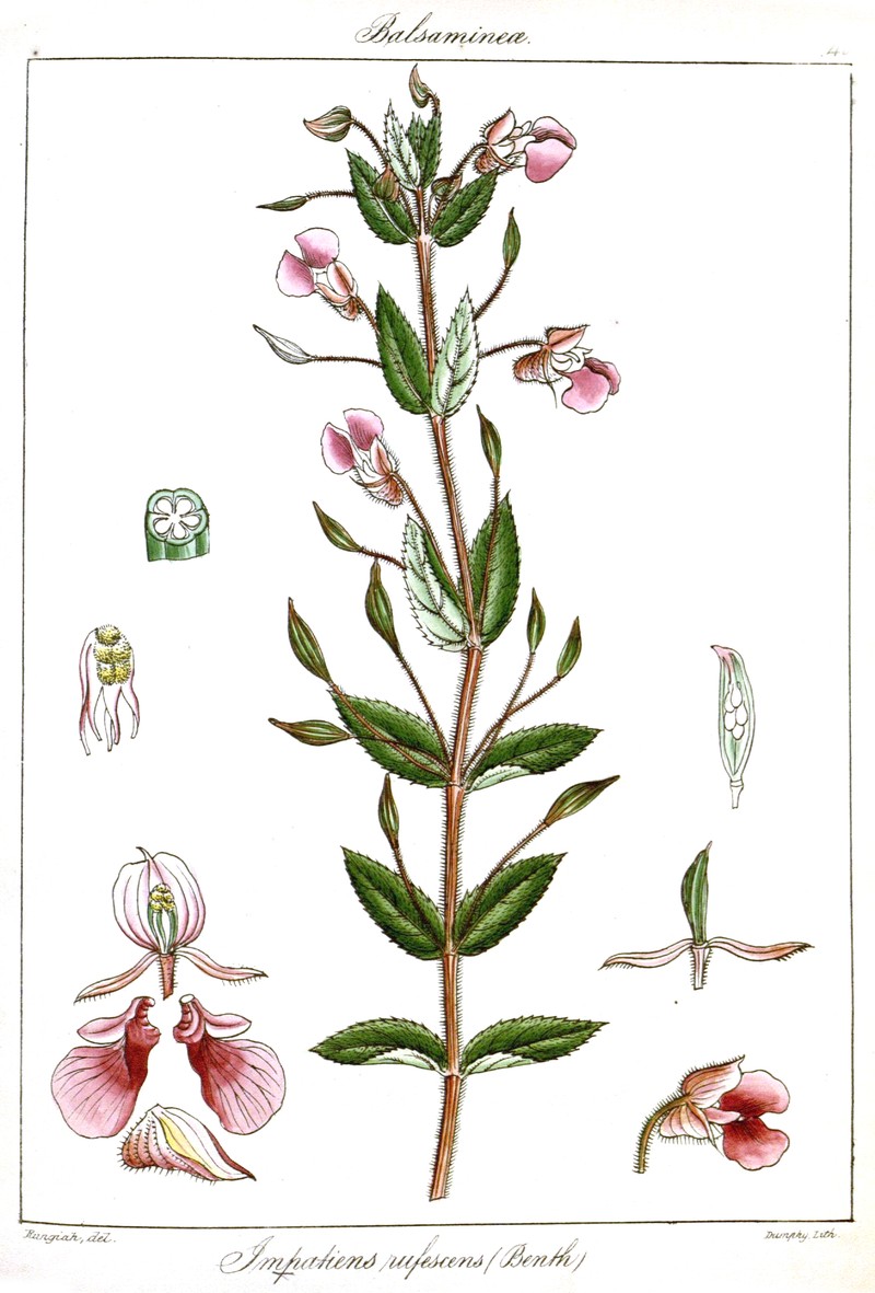 Impatiens rufescens photo 5