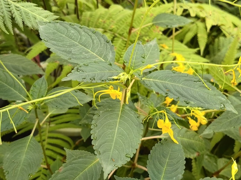Impatiens ruiliensis