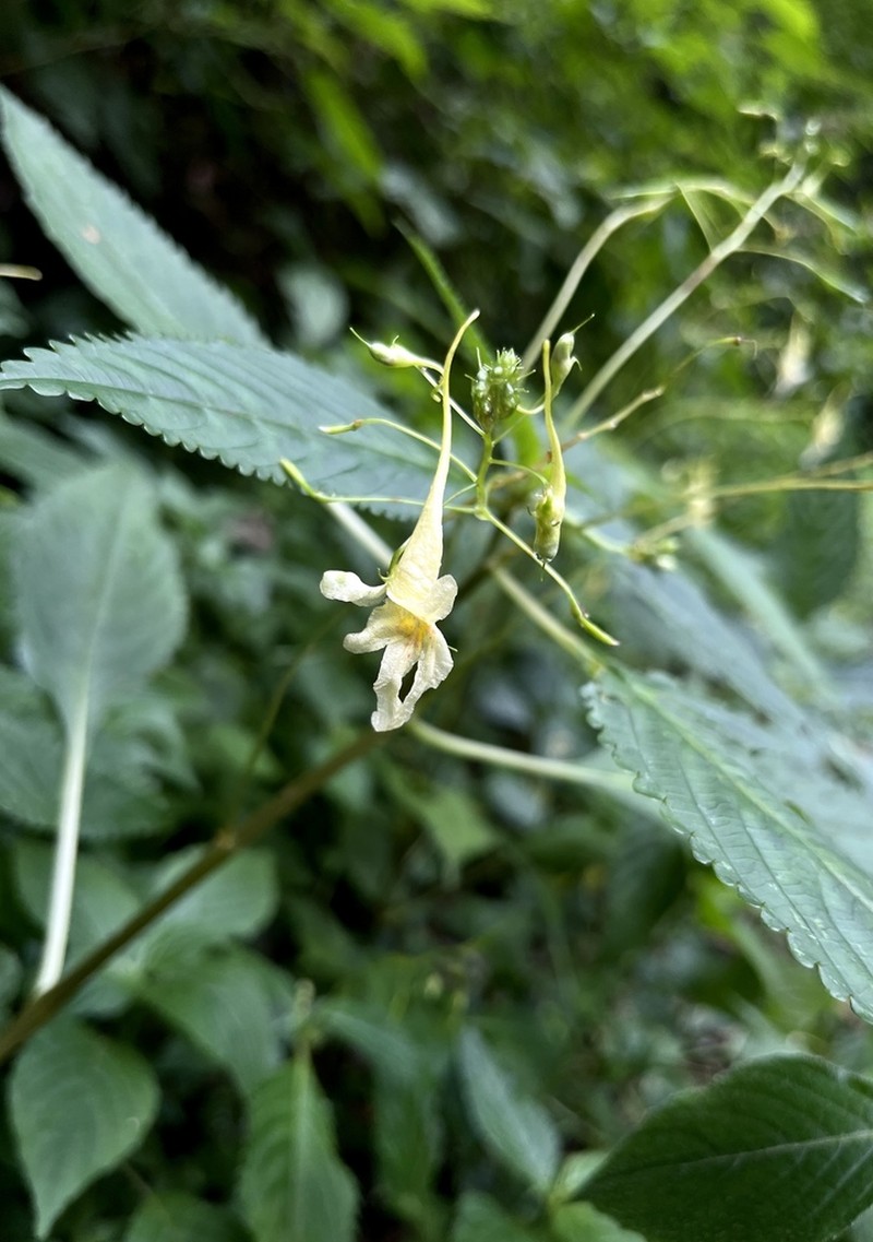 Impatiens ruiliensis photo 2