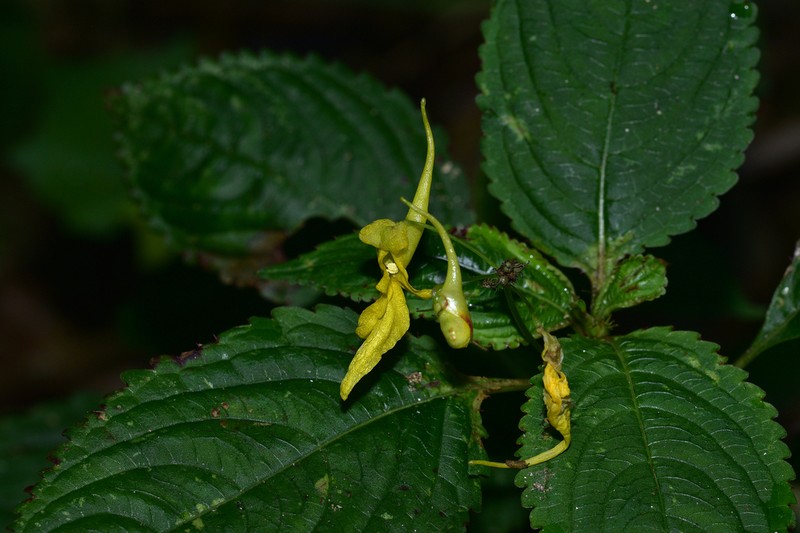 Impatiens ruiliensis photo 3