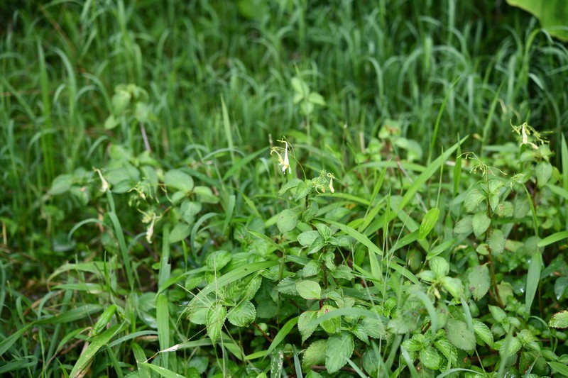 Impatiens ruiliensis photo 4