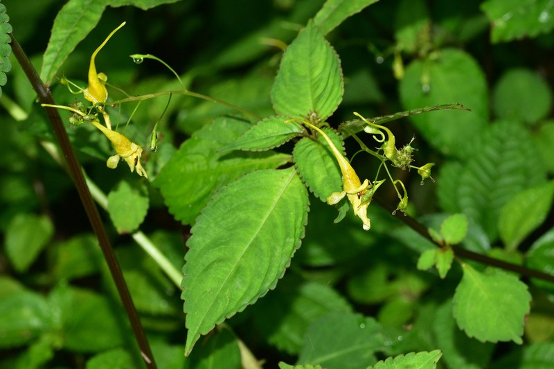 Impatiens ruiliensis photo 5