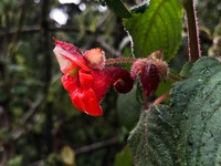 Impatiens runssorensis