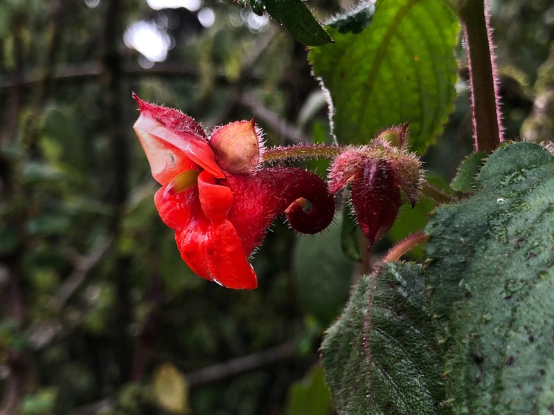 Impatiens runssorensis