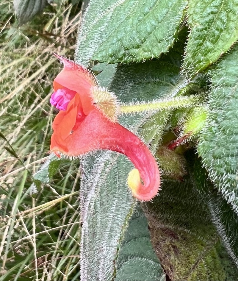 Impatiens runssorensis photo 2