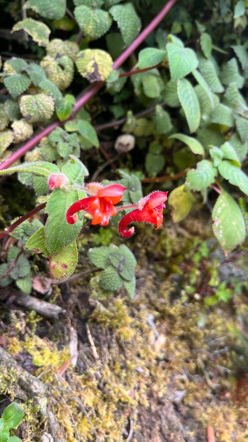 Impatiens runssorensis photo 3