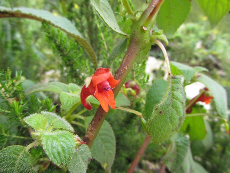 Impatiens runssorensis photo 4
