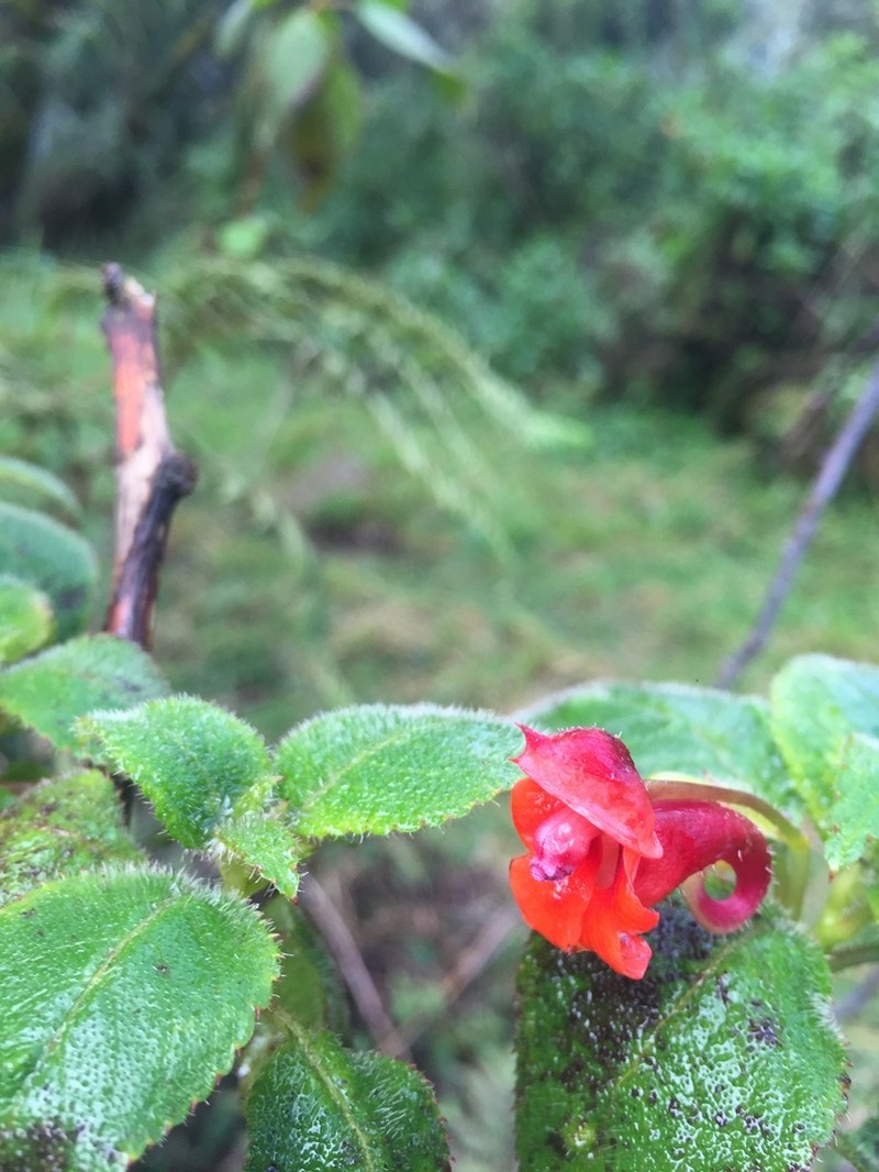 Impatiens runssorensis photo 5