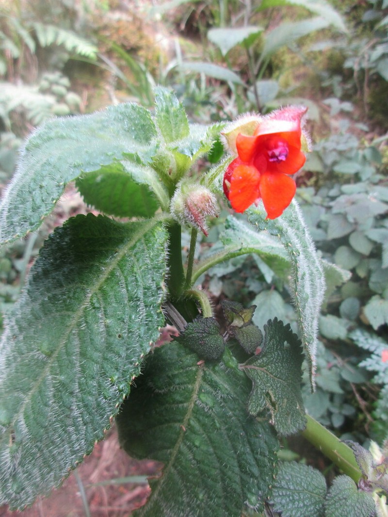 Impatiens runssorensis photo 6