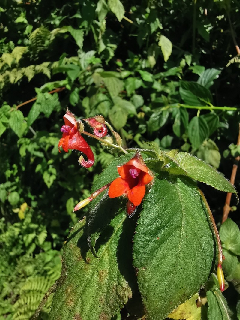 Impatiens runssorensis photo 7