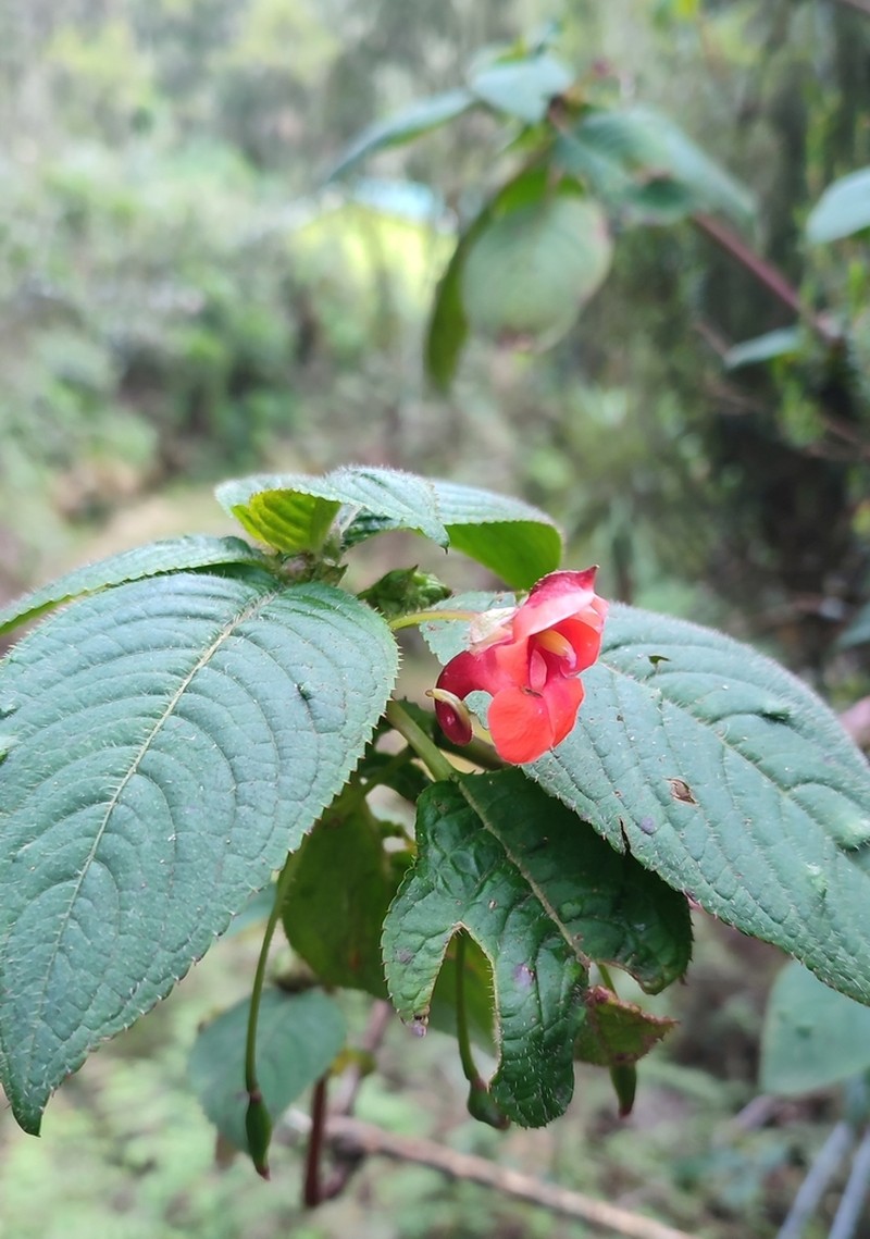 Impatiens runssorensis photo 8