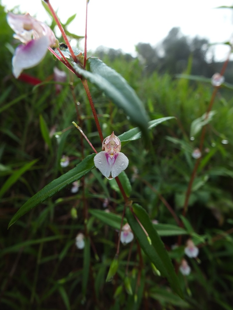 Impatiens rupicola photo 2