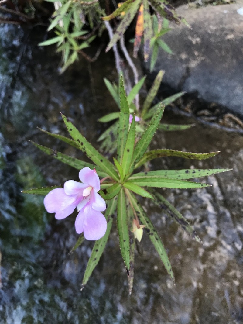Impatiens rutenbergii