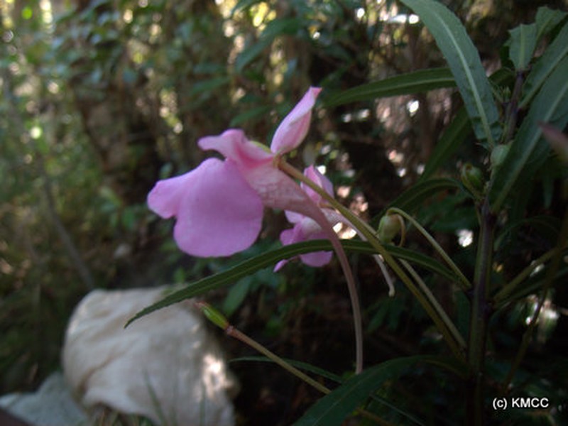 Impatiens rutenbergii photo 2