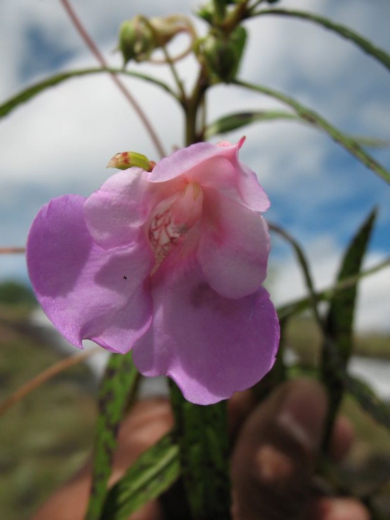 Impatiens rutenbergii photo 6